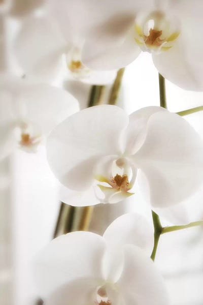 Orchids: White Orchid Flowers by Savanah Plank