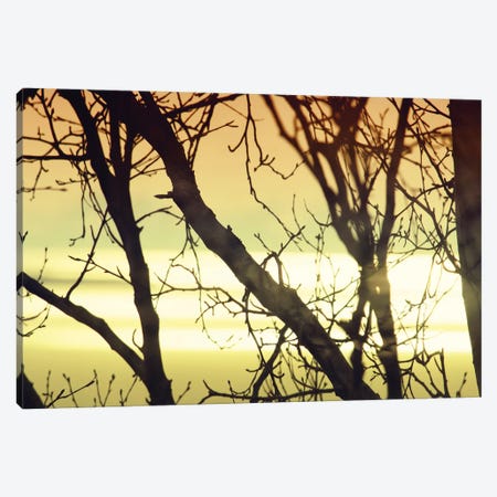 Aspen Sunset I Canvas Print #SVN66} by Savanah Plank Canvas Print