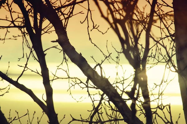 Aspen Trees: Aspen Sunset I by Savanah Plank