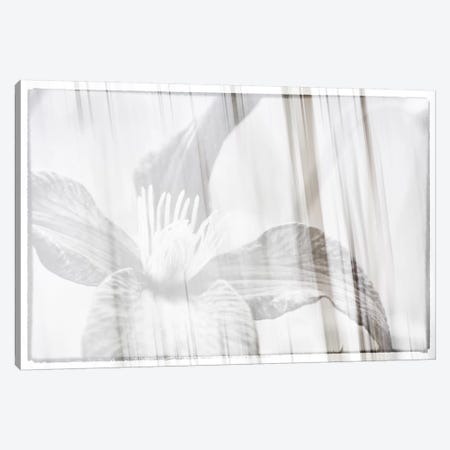 Black And White Clematis Canvas Print #SVN68} by Savanah Plank Canvas Wall Art
