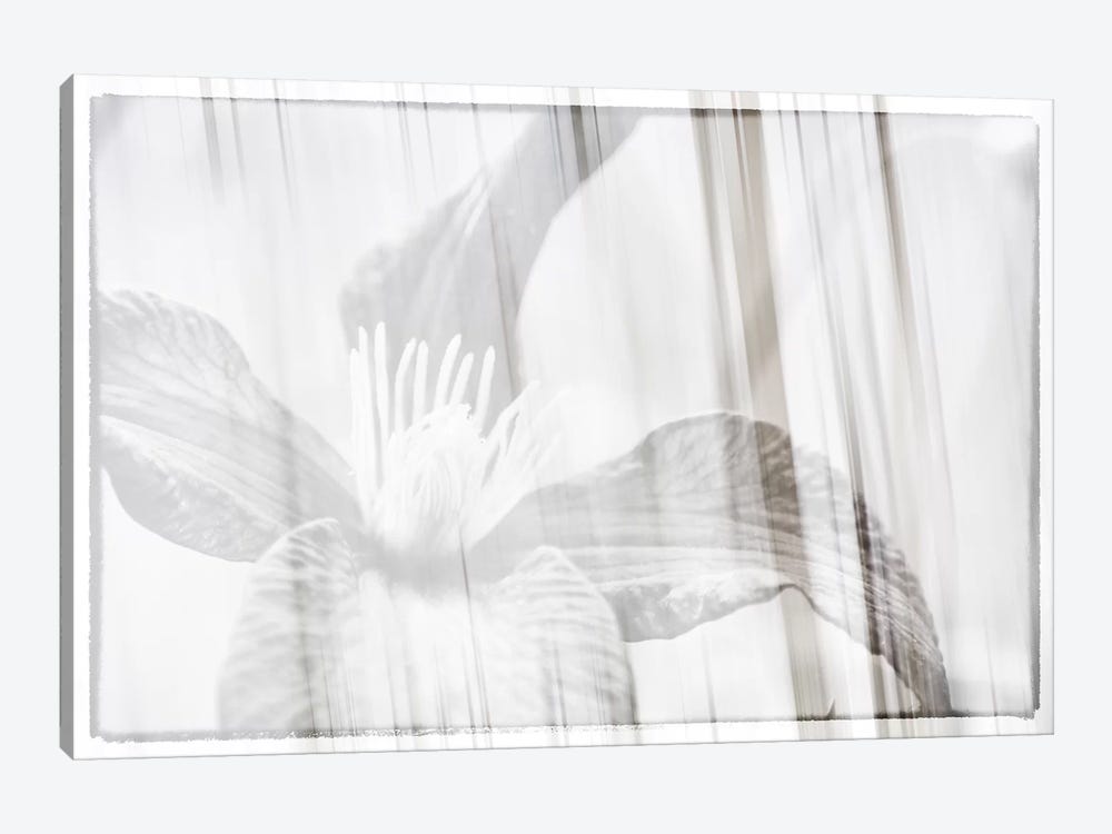 Black And White Clematis 1-piece Canvas Print