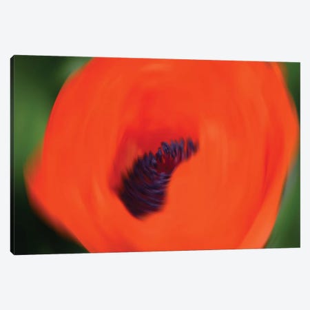 Orange Poppy Canvas Print #SVN79} by Savanah Plank Art Print