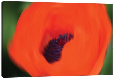 Orange Poppy Canvas Art Print - Savanah Plank