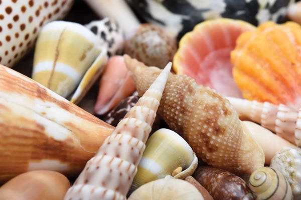 Savanah Plank: Tropical Shell Still-Life by Savanah Plank