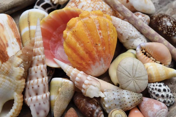 Savanah Plank: Tropical Shell Still-Life by Savanah Plank