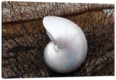 Whole Pearl Nautilus Shell Canvas Art Print