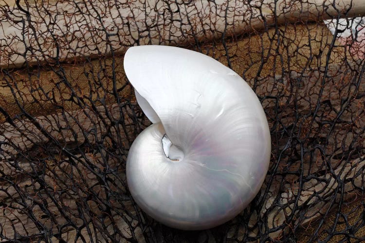 Whole Pearl Nautilus Shell