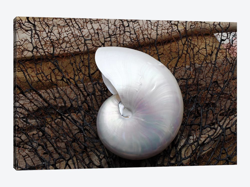 Whole Pearl Nautilus Shell 1-piece Canvas Art