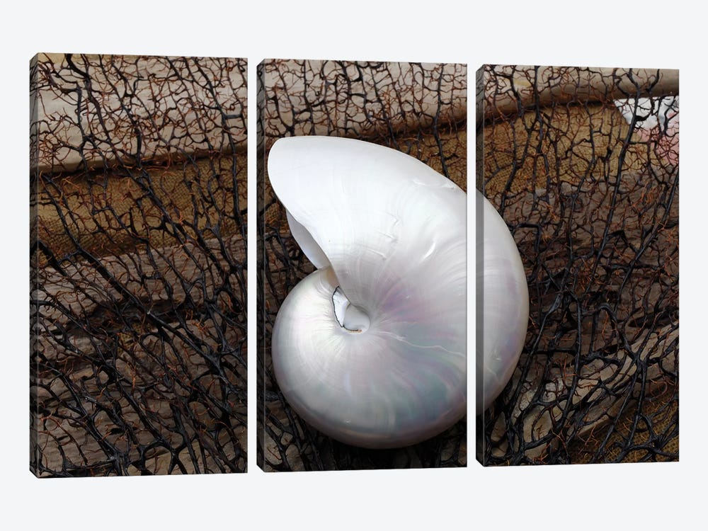 Whole Pearl Nautilus Shell 3-piece Canvas Wall Art