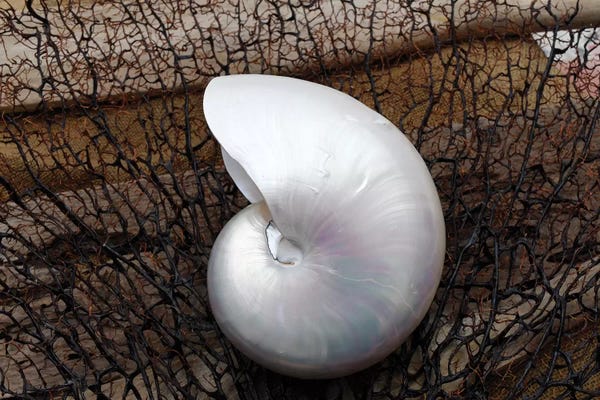 Savanah Plank: Whole Pearl Nautilus Shell by Savanah Plank