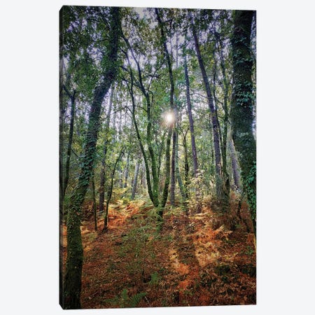 Sunny Forest Canvas Print #SVR102} by Larisa Siverina Canvas Print