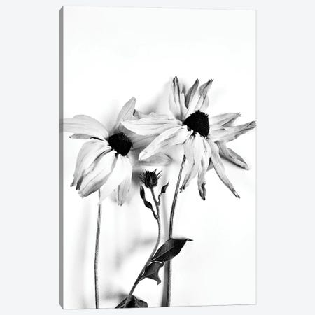 Two Coneflowers Canvas Print #SVR110} by Larisa Siverina Canvas Artwork