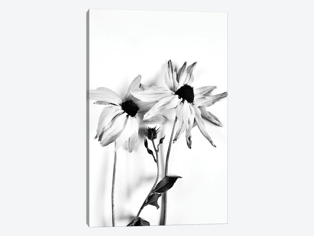 Two Coneflowers 1-piece Canvas Art