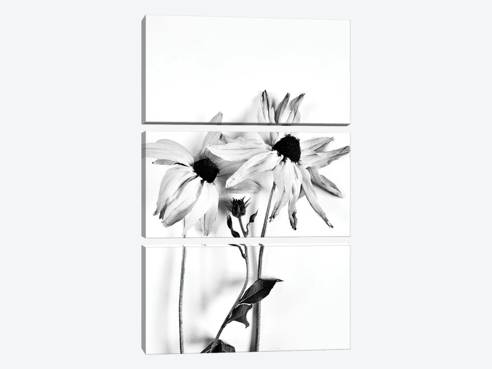 Two Coneflowers by Larisa Siverina 3-piece Canvas Artwork