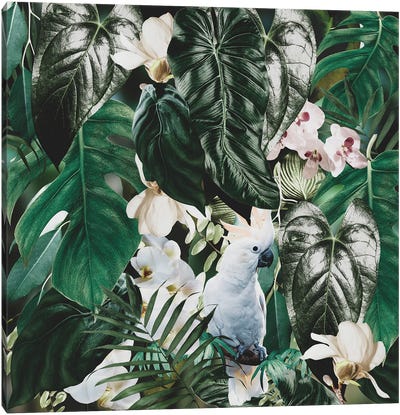 White Parrot Canvas Art Print - Larisa Siverina