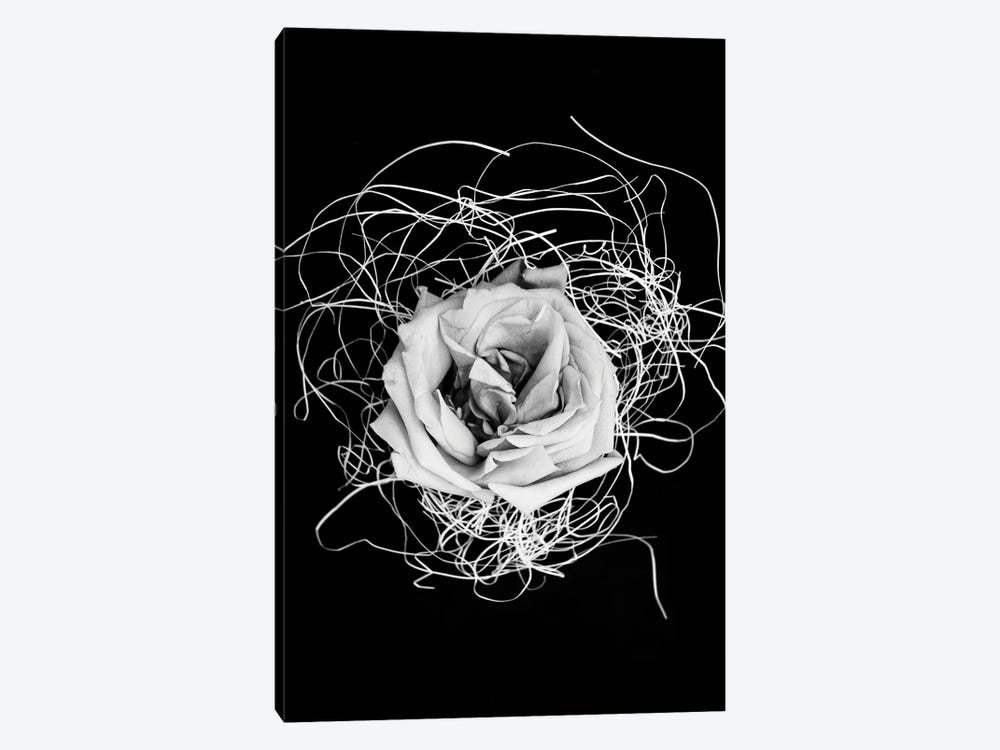 Rose by Larisa Siverina 1-piece Canvas Art