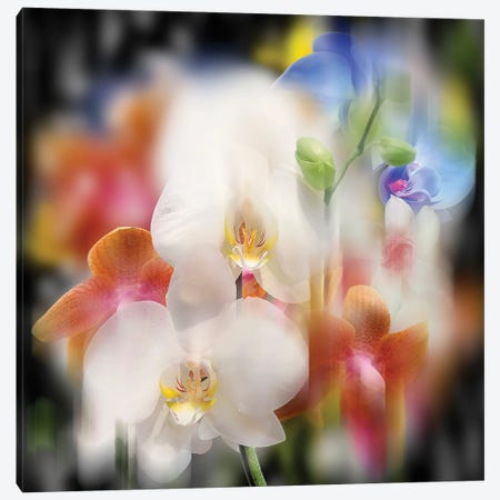 Orchids Canvas Print #SVR162} by Larisa Siverina Canvas Art Print