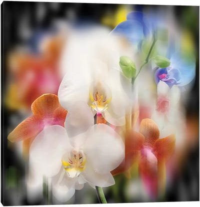 Orchids Canvas Art Print - Larisa Siverina