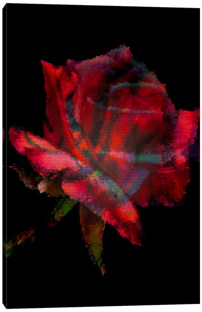 Red Rose II Canvas Art Print - Larisa Siverina