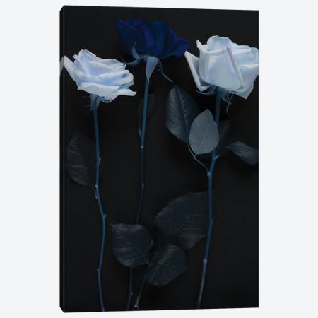 White And Blue Roses Canvas Print #SVR21} by Larisa Siverina Canvas Wall Art