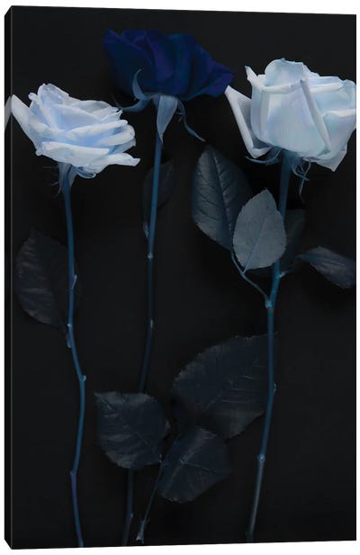 White And Blue Roses Canvas Art Print - Larisa Siverina