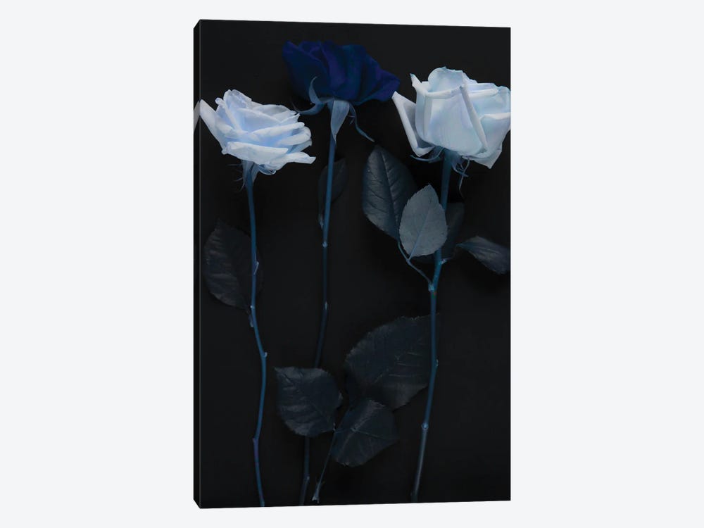 White And Blue Roses by Larisa Siverina 1-piece Canvas Art Print