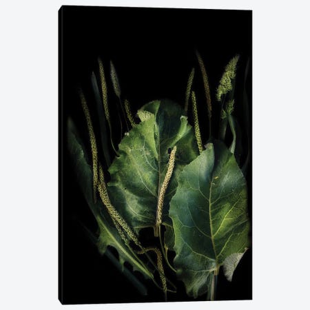 Green Plant Canvas Print #SVR25} by Larisa Siverina Canvas Print