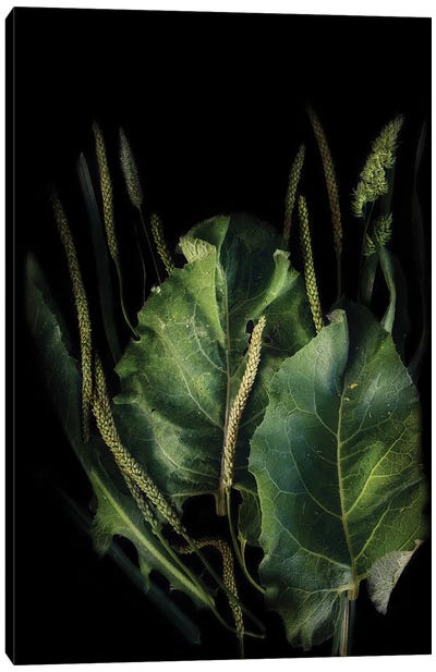 Green Plant Canvas Art Print - Larisa Siverina