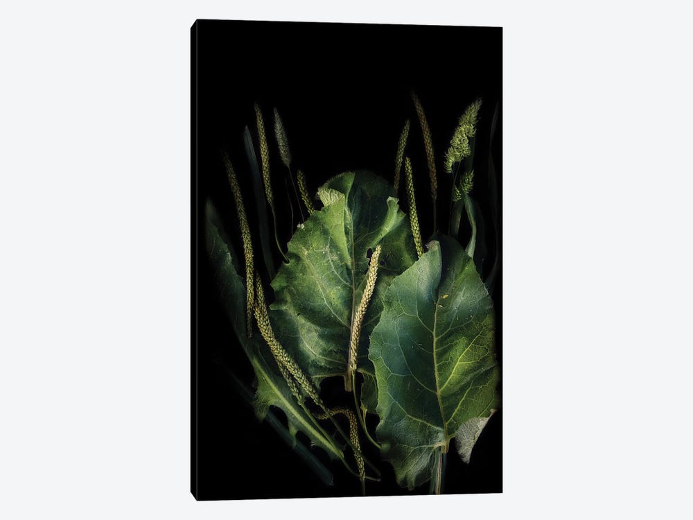 Green Plant by Larisa Siverina 1-piece Canvas Print