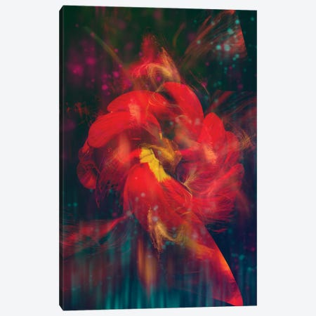 Red Flower III Canvas Print #SVR374} by Larisa Siverina Canvas Print