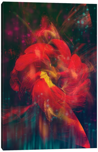 Red Flower III Canvas Art Print - Larisa Siverina