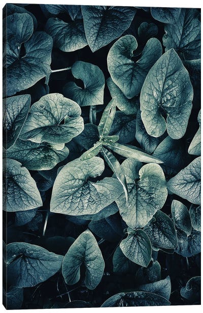 Dark Leaves Canvas Art Print - Larisa Siverina