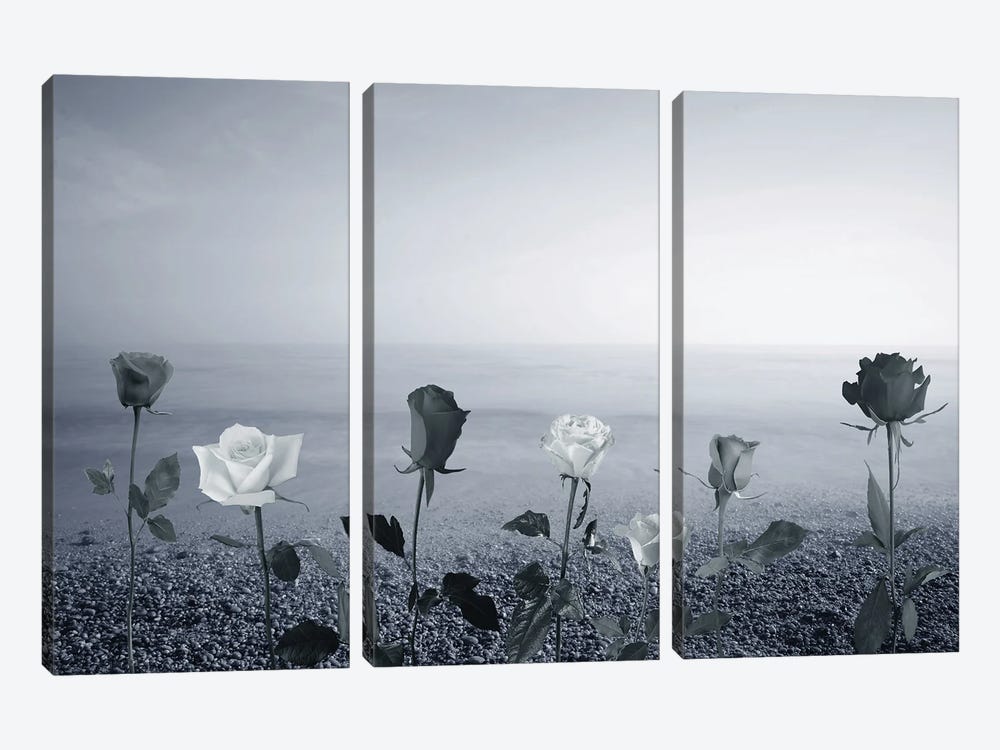 Roses And Sea by Larisa Siverina 3-piece Canvas Print