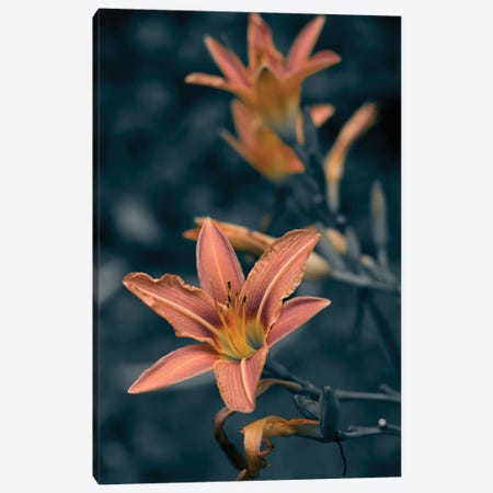 Coral Lily Canvas Print #SVR65} by Larisa Siverina Canvas Print