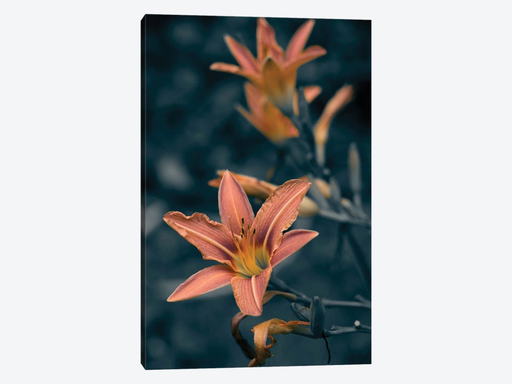 Coral Lily by Larisa Siverina 1-piece Art Print