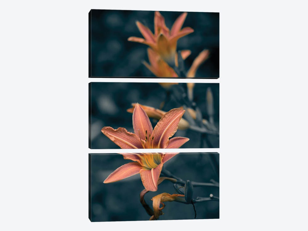 Coral Lily by Larisa Siverina 3-piece Art Print