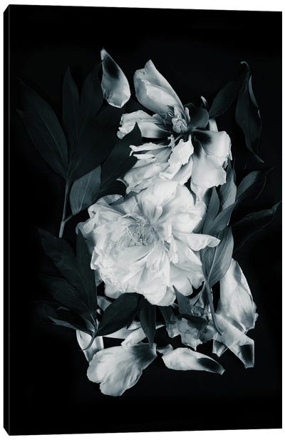 Peonies Bouquet I Canvas Art Print - Larisa Siverina