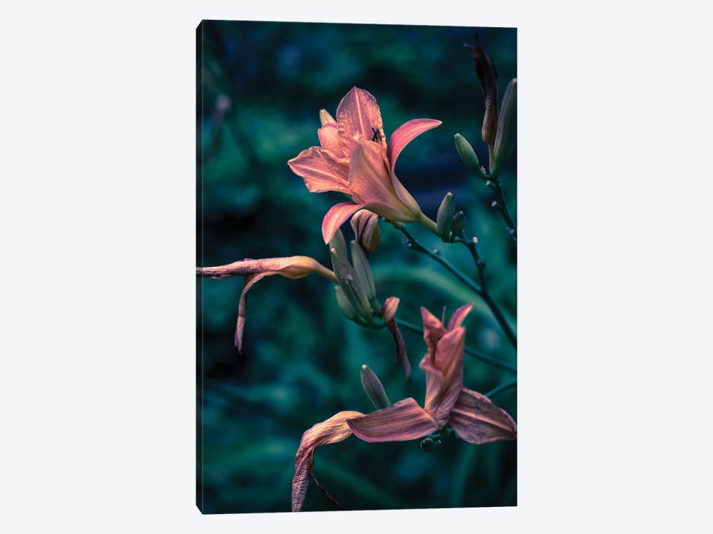 Pink Lilies by Larisa Siverina 1-piece Canvas Wall Art