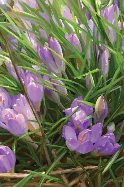 Svetlana Zyuzina: Crocus Field by Svetlana Zyuzina