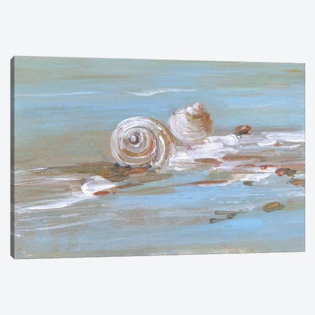 Shore Shell II Canvas Print #SWA227} by Sally Swatland Canvas Artwork