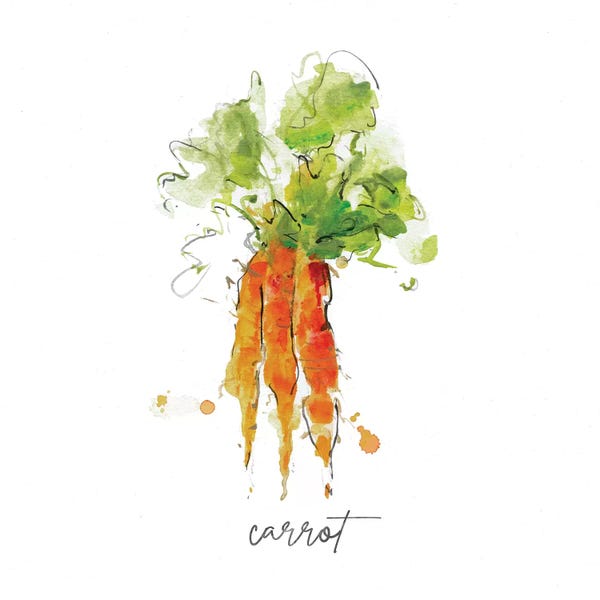 Carrots: Sketch Kitchen Carrot by Sally Swatland