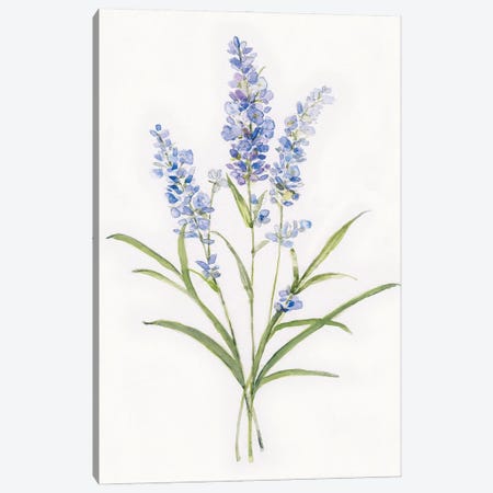 Dainty Botanical Lavender Canvas Print #SWA246} by Sally Swatland Canvas Artwork