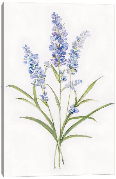 Dainty Botanical Lavender Canvas Art Print - Lavender Art