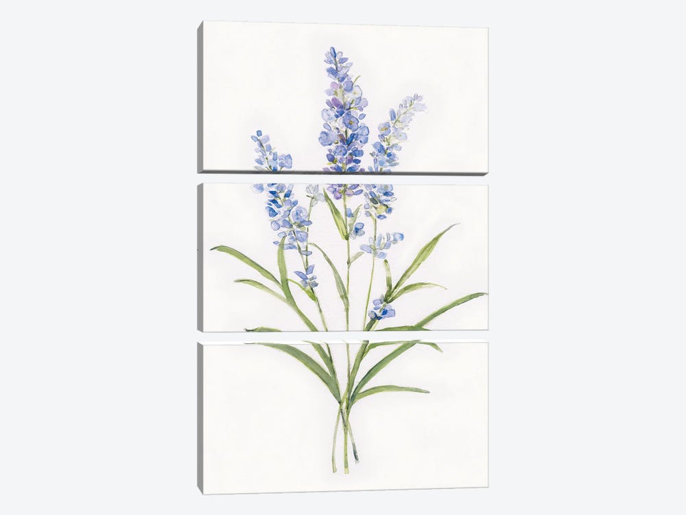 Dainty Botanical Lavender by Sally Swatland 3-piece Canvas Wall Art
