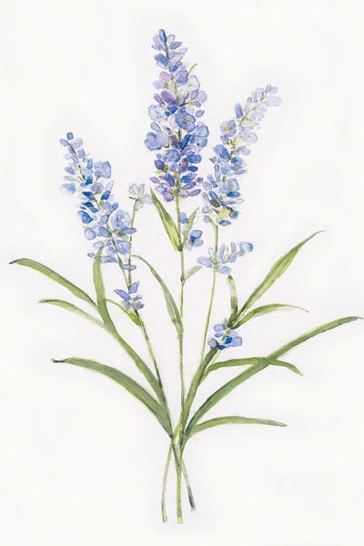 Botanical Illustrations: Dainty Botanical Lavender by Sally Swatland