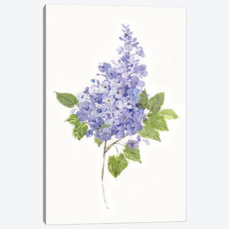 Dainty Botanical Lilac Canvas Print #SWA247} by Sally Swatland Canvas Art