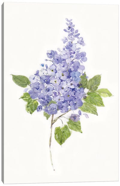 Dainty Botanical Lilac Canvas Art Print - Lilacs