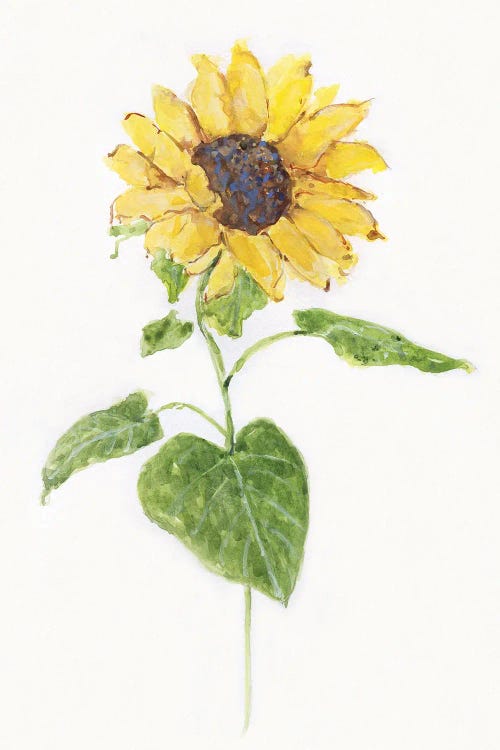 Sunflower I