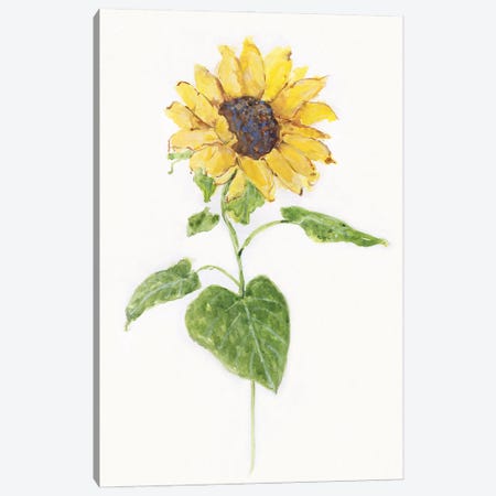 Sunflower I Canvas Print #SWA258} by Sally Swatland Canvas Wall Art
