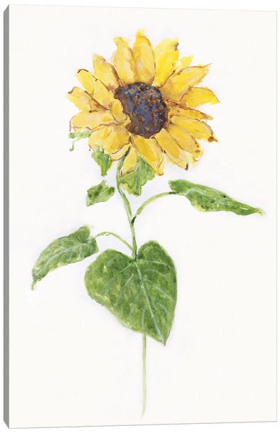 Sunflower I Canvas Art Print - Sally Swatland